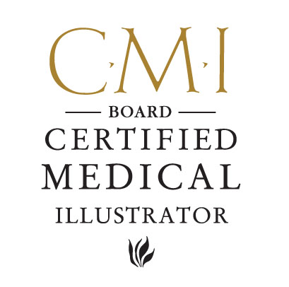 Board Certification Association Of Medical Illustrators