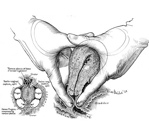 History of Medical Illustration - AMI - Association of Medical Illustrators
