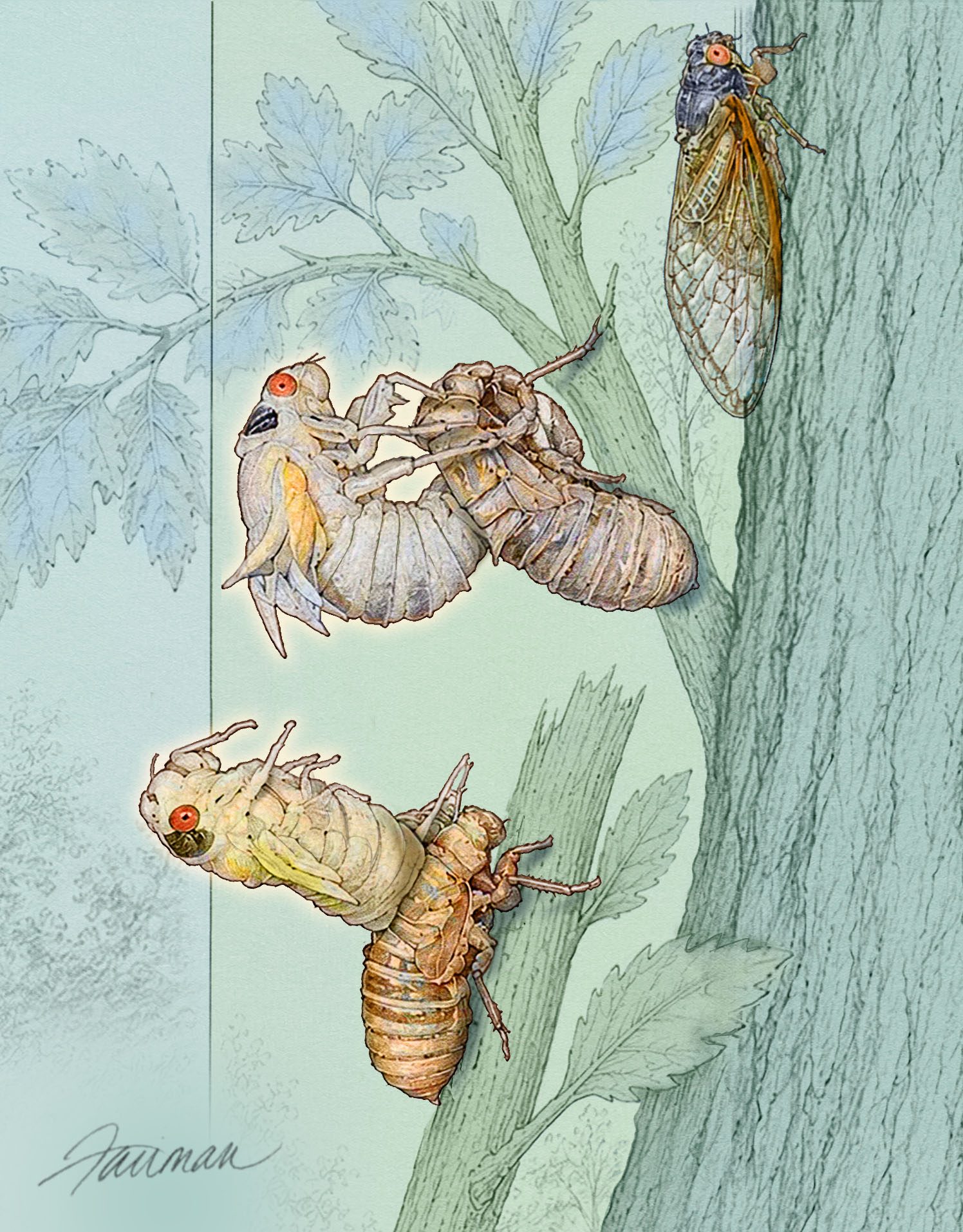 Several empty cicada exoskeletons cling to a tree branch, light brown shells with red-orange eyes on a pale background.
